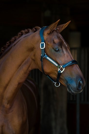 (Bild für) Lederhalfter Lorenzo Strass/Lack - zum Schließen ins Bild klicken