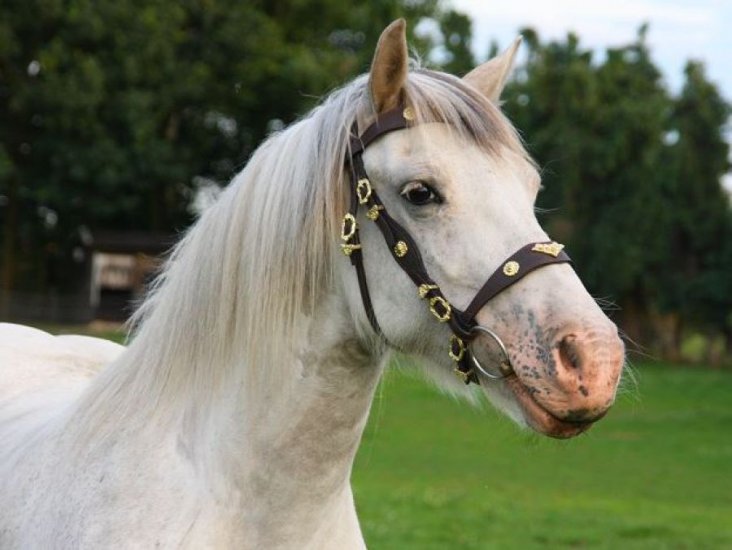 (Bild für) Portugiesischer Showzaum SA schwarz-silber - zum Schließen ins Bild klicken