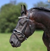 (Bild für) Trense Glamerdale