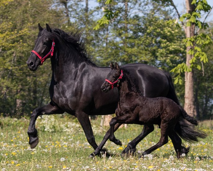 (Bild für) Fohlenhalfter Q-Friesian - zum Schließen ins Bild klicken