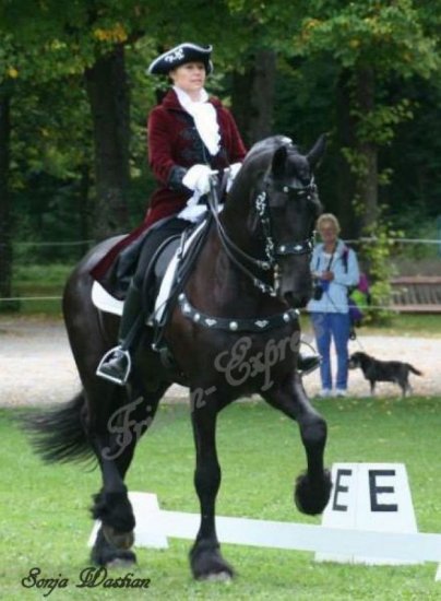 (Bild für) Portugiesisches Vorderzeug CZ schwarz-silber - zum Schließen ins Bild klicken