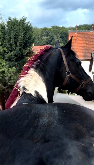 (Bild für) Mähnenschoner Franzosen Zopf - zum Schließen ins Bild klicken