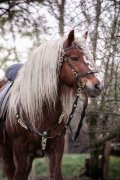 (Bild für) Vorderzeug Fantasy