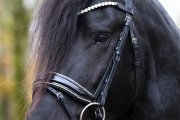 (Bild für) Trense Silber Lack Diamond