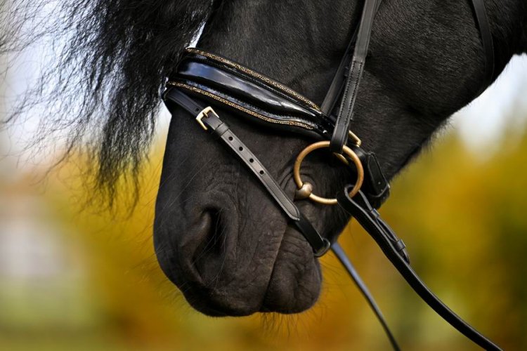 (Bild für) Trense Gold Lack Diamond - zum Schließen ins Bild klicken