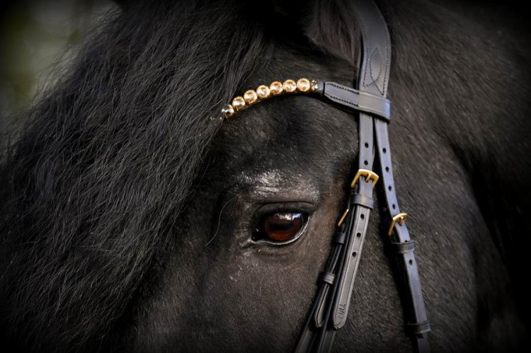 (Bild für) Trense Gold Lack Diamond - zum Schließen ins Bild klicken