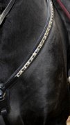(Bild für) Vorderzeug Black Bling