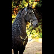 Barockzaum Platero (Bild für) Barockzaum Platero
