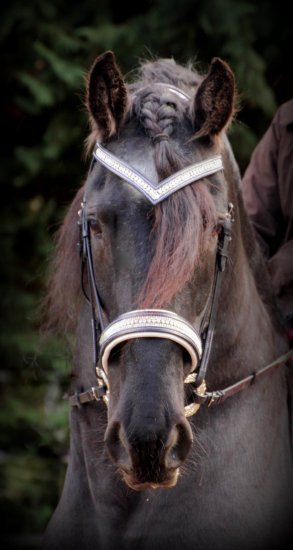 (Bild für) Trense Bling Bling - zum Schließen ins Bild klicken