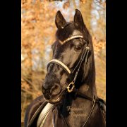 Trense Gold Bling (Bild für) Trense Gold Bling
