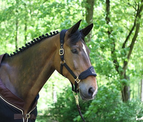 Fleecehalfter "Exclusive Collection" - zum Schließen ins Bild klicken